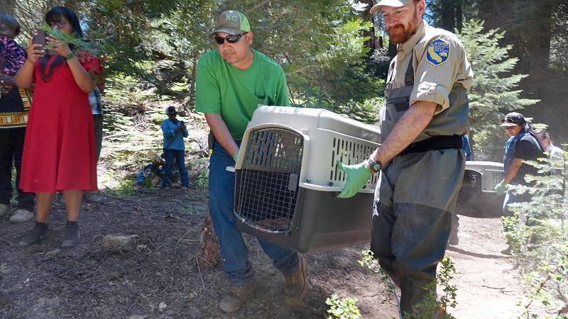 Tule Rive Tribe member and CDFW staff carry crate with beaver inside to be released into Tule River watershed